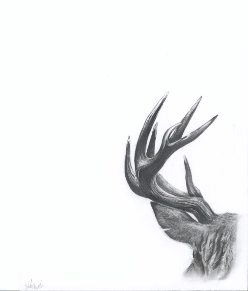 In the Mist Deer Antler Study