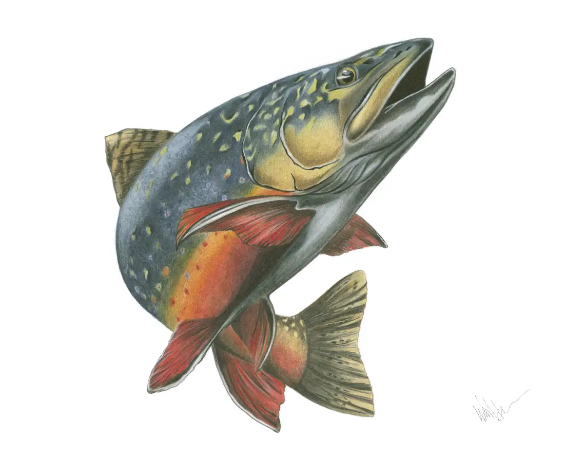 Speckled Current Brook Trout - Colored pencil illustration by Wandering Pine Studio