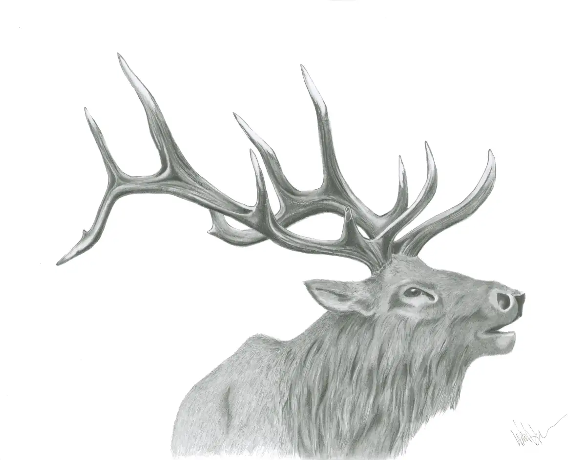 Bull Elk - graphite pencil drawing by Wandering Pine Studio