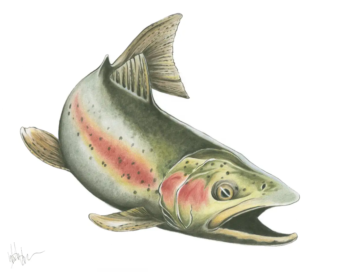 Southern Oregon Rainbow Rainbow Trout